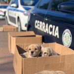 Viaturas da Polícia Civil do DF resgatando filhotes abandonados em rua de Brasília.