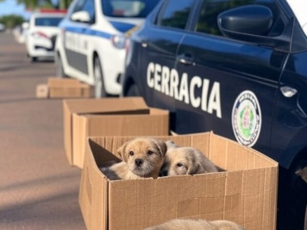 Viaturas da Polícia Civil do DF resgatando filhotes abandonados em rua de Brasília.