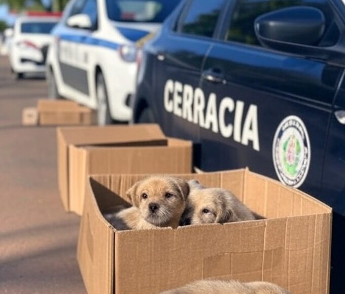 Viaturas da Polícia Civil do DF resgatando filhotes abandonados em rua de Brasília.