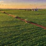 Plantação de soja no cerrado do DF representando crédito rural e contas públicas