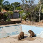 Filhotes de capivara resgatadas em piscina vazia no Lago Norte pela PMDF