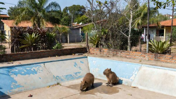 Filhotes de capivara resgatadas em piscina vazia no Lago Norte pela PMDF