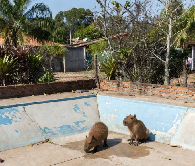 Filhotes de capivara resgatadas em piscina vazia no Lago Norte pela PMDF